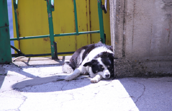 rescue-dogs